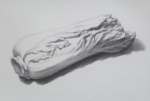 素描入門:單個物體白菜的素描畫法教程(4)