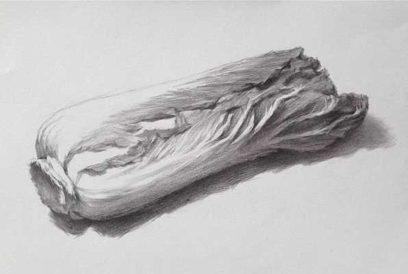 素描入門:單個物體白菜的素描畫法教程(5)